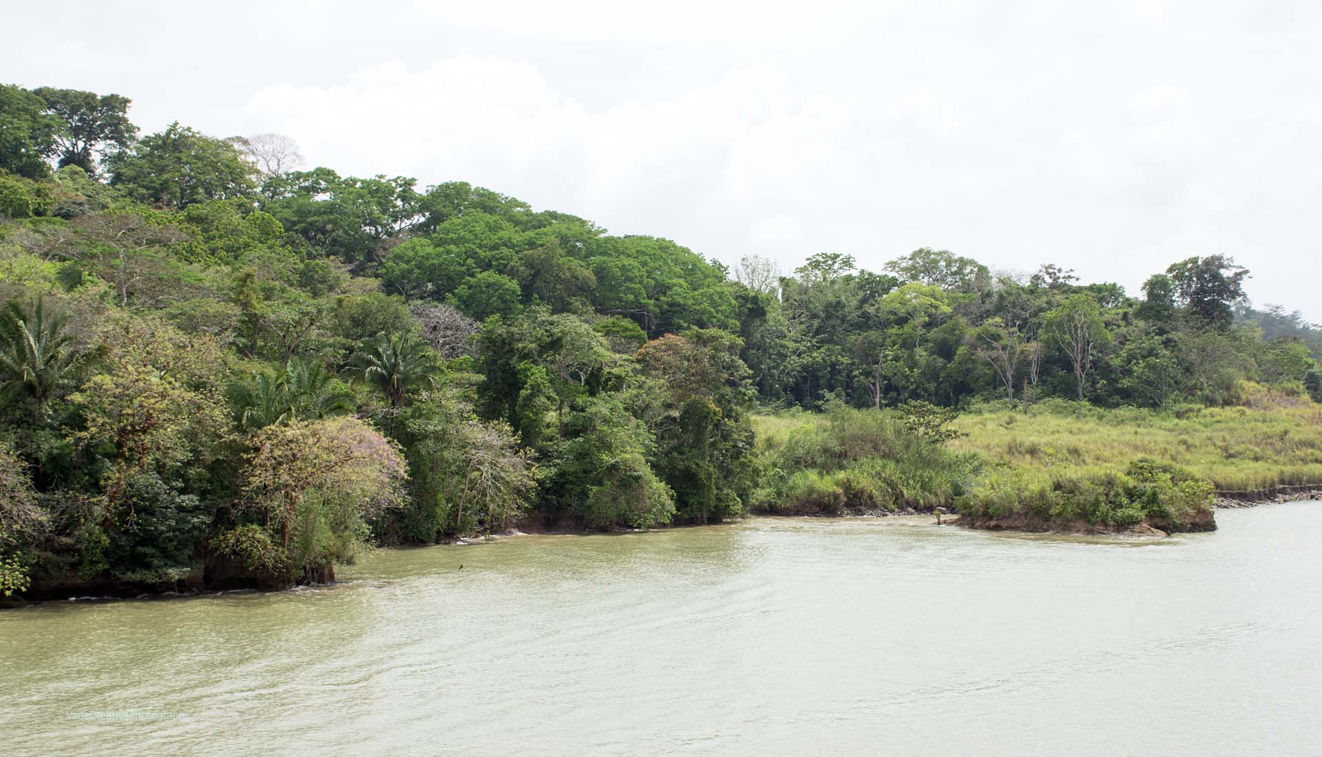 Gatun Lake Shore