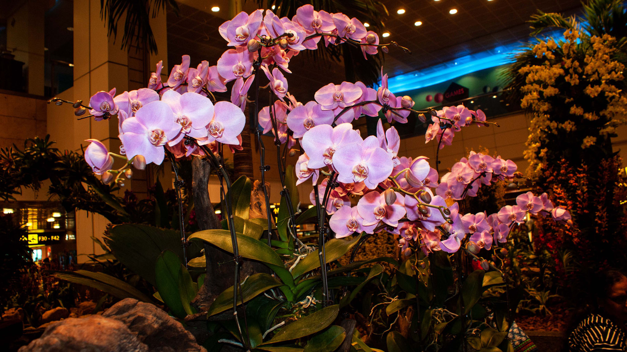 Orchid Display, Singapore Airport