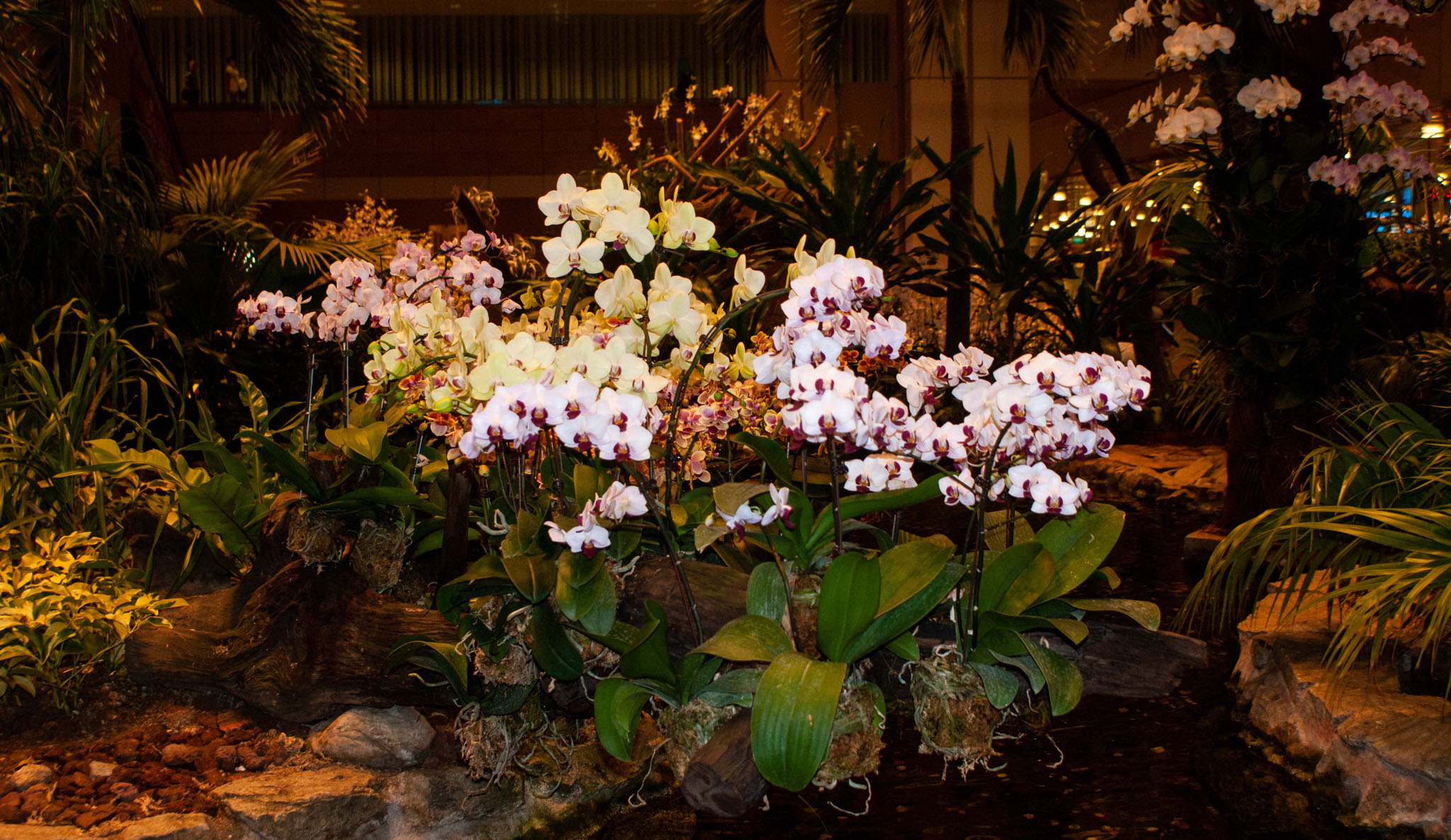 Orchid Display, Singapore Airport